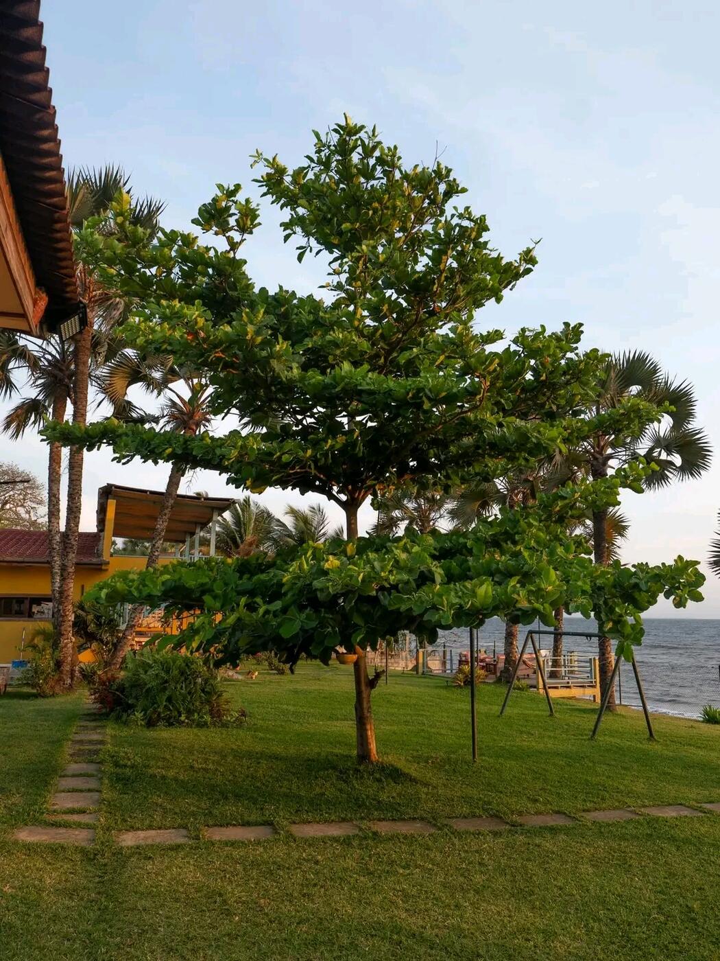 Tree and ocean